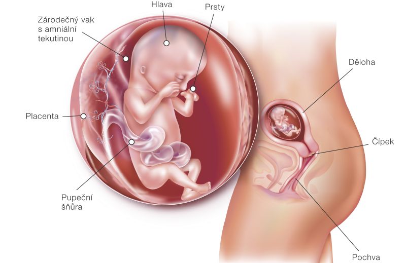 Fotografie (13. týždeň tehotenstva: Vývoj plodu a tehotenské zmeny)